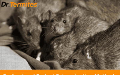 Professional Rodent Extermination Methods: What to Expect and How to Prepare