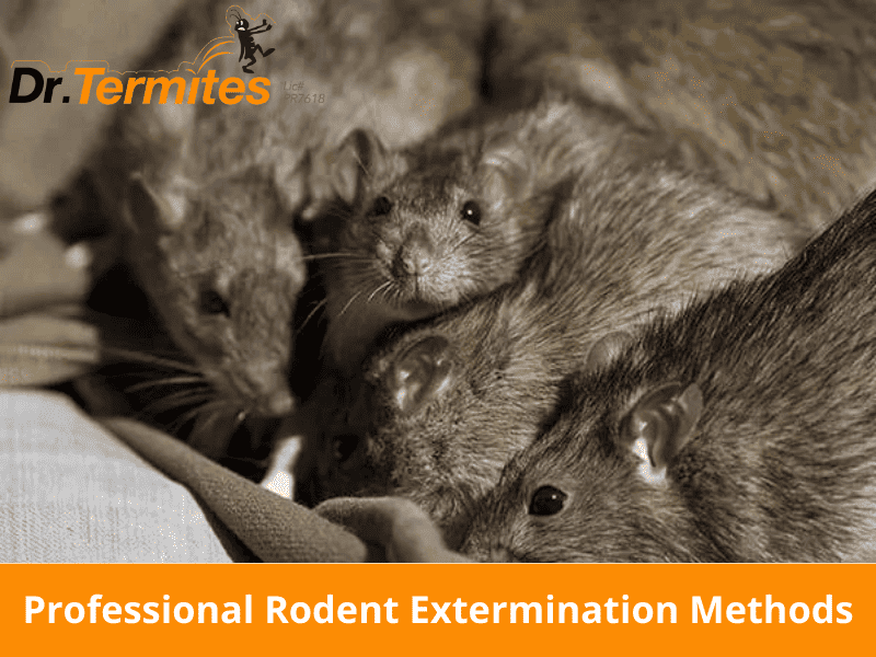 Professional Rodent Extermination Methods: What to Expect and How to Prepare