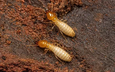 Protecting Your Home from Termites Before You Buy