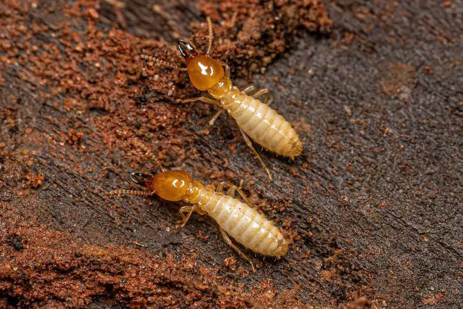 Protecting Your Home from Termites Before You Buy