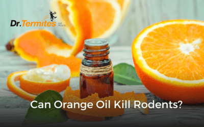 Can Orange Oil Kill Rodents?