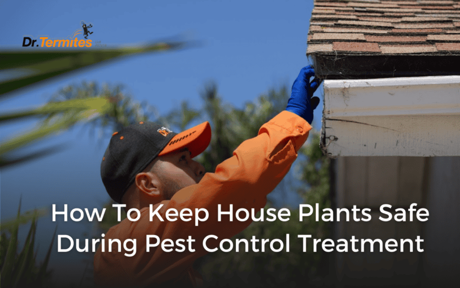 How To Keep House Plants Safe During Pest Control Treatment?