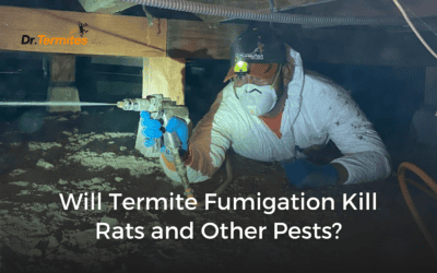 Will Termite Fumigation Kill Rats and Other Pests