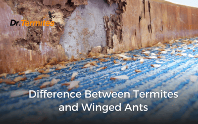 Difference Between Termites and Winged Ants