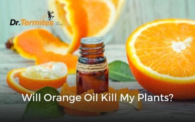 Will Orange Oil Kill My Plants?