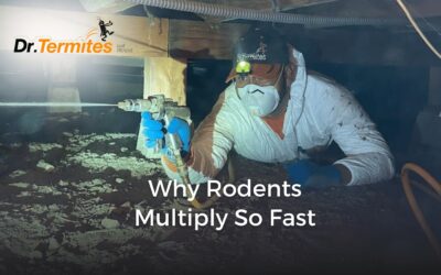 Why Rodents Multiply So Fast