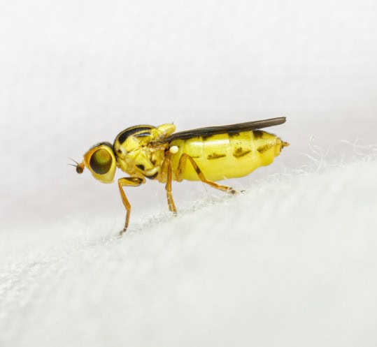 Dr.TermitesTruck